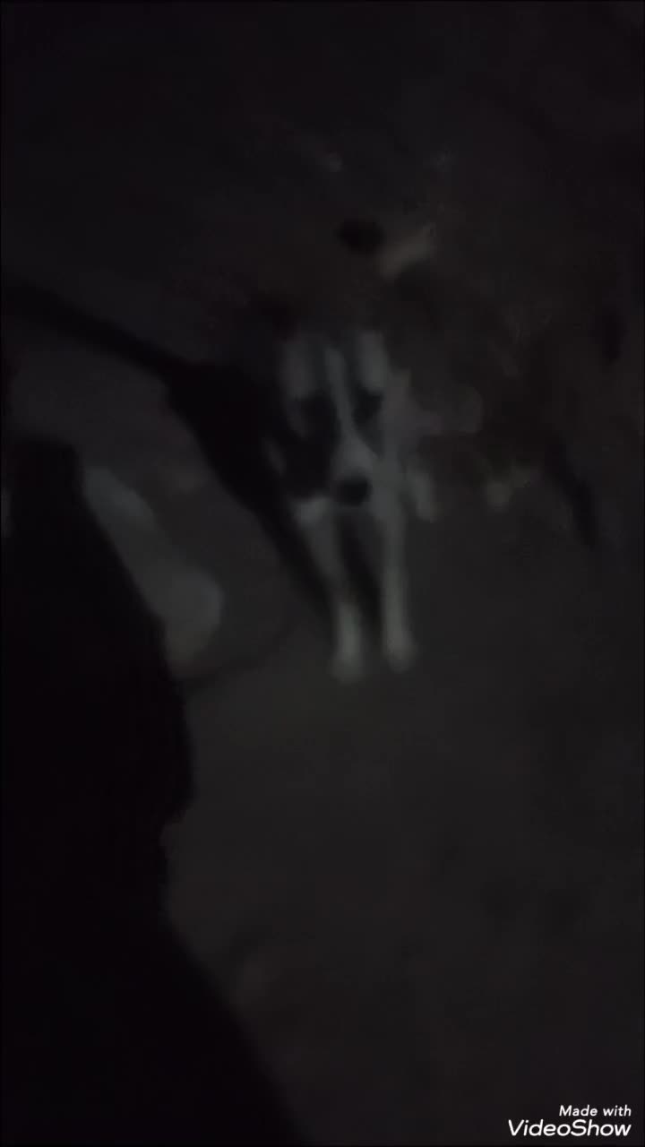 سگ سرابی|سگ|سلماس, |دیوار