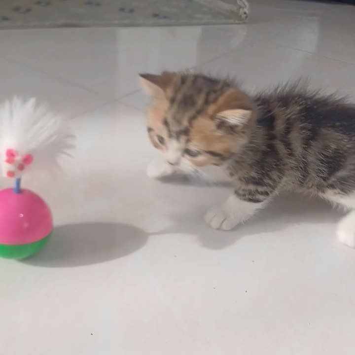 بچه گربه نر چینچیلا رنگ کالیکو|گربه|دماوند, گیلاوند|دیوار