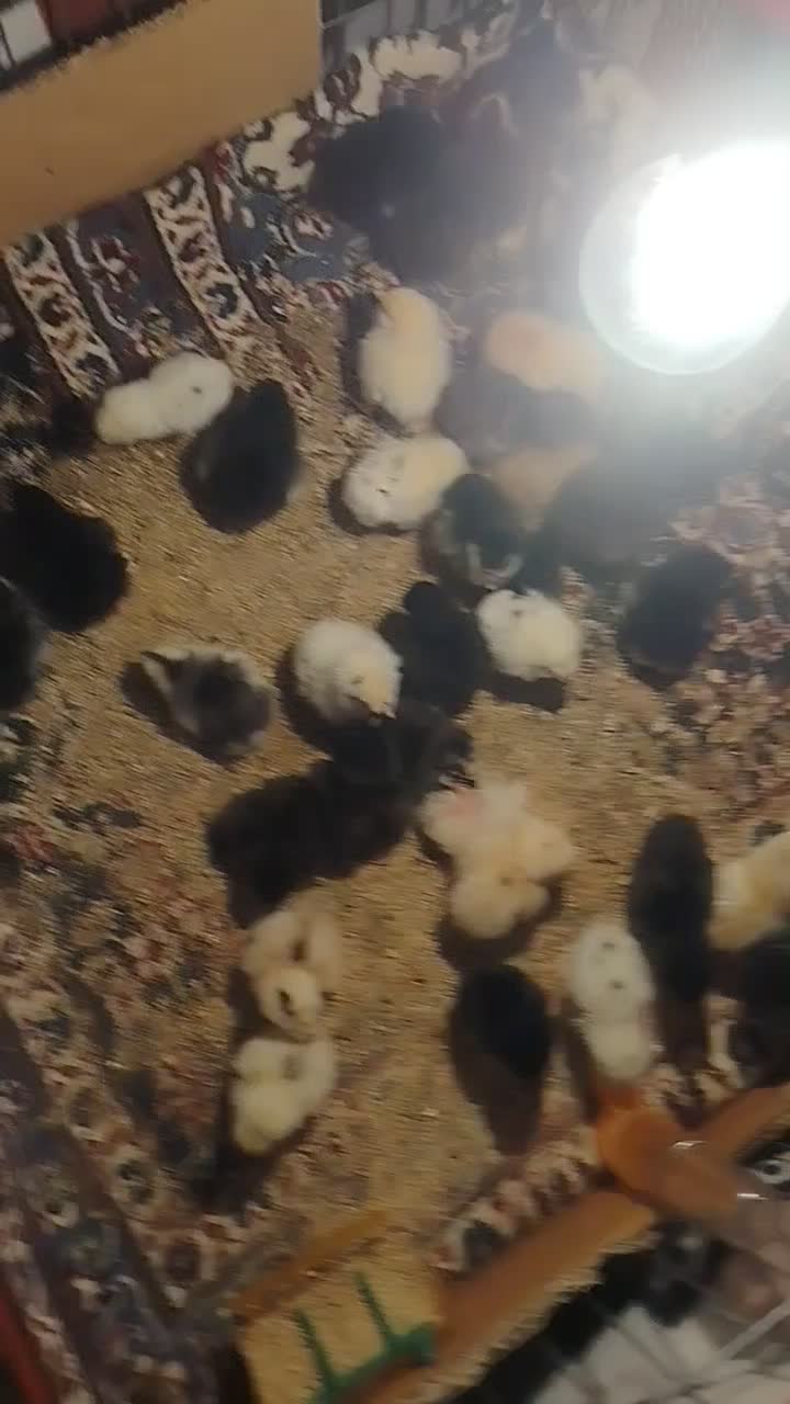 جوجه ۱۰روزه|حیوانات مزرعه|قم, نیروگاه|دیوار