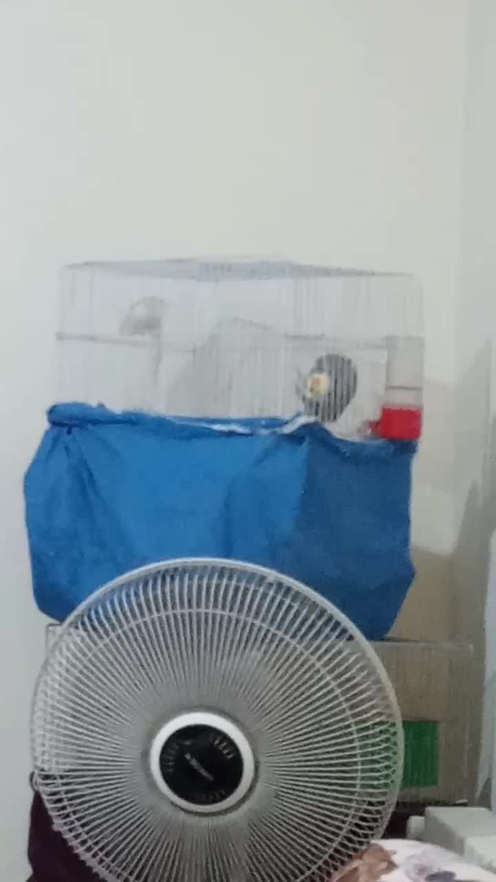 عروس هلندی|پرنده|تهران, سبلان (لشگر)|دیوار