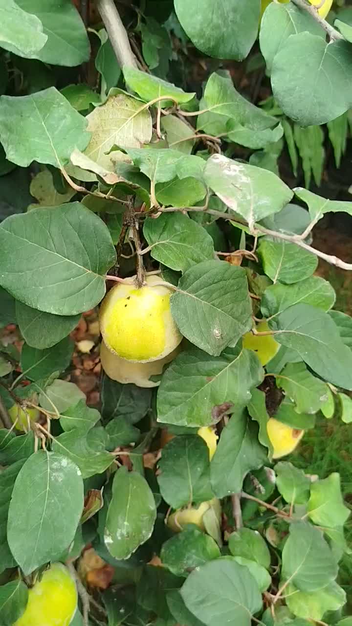 فروش انواع سیاه ریشه|گل و گیاه طبیعی|ارطه, |دیوار