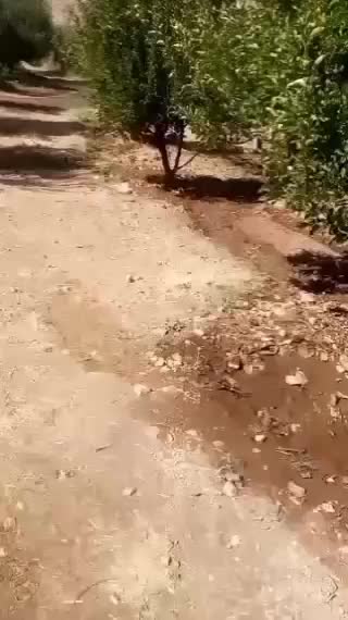 قدجونی نگهبان|سگ|شیراز, شهرک ویلایی بهاران|دیوار