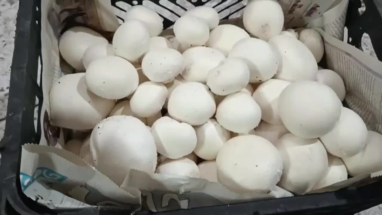 فروش قارچ اعلا|عمدهفروشی|فلاورجان, |دیوار