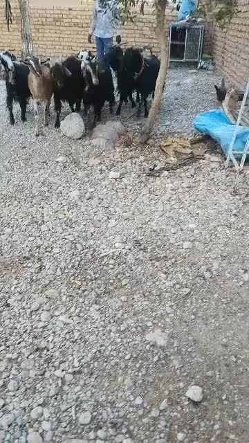 بز آبستن|حیوانات مزرعه|درودزن, |دیوار