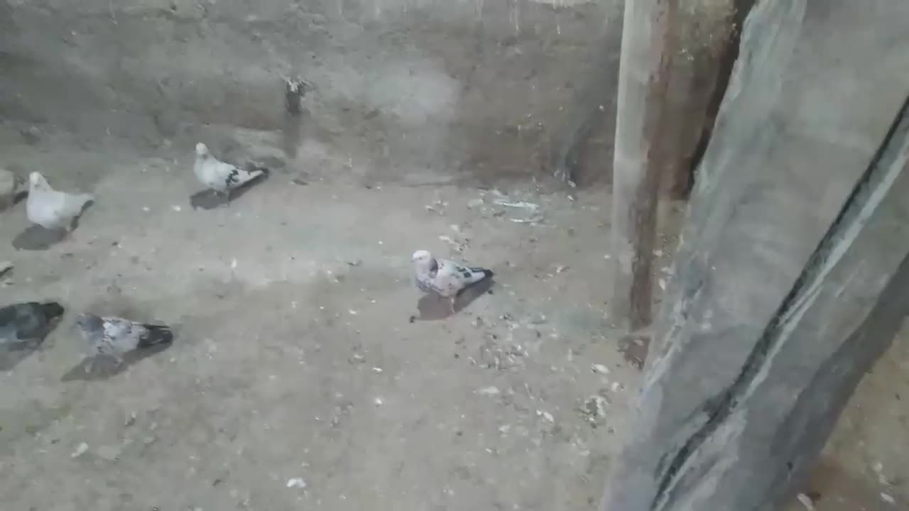 فروش ۲۶ عدد کفتر دونه ۴۰۰ تومن|پرنده|دشتک, |دیوار