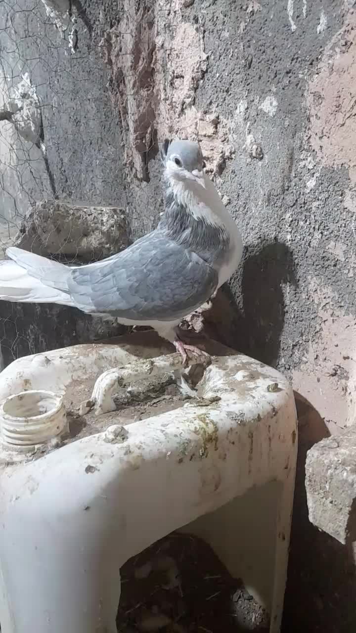 ساده مرسه ماده کاکلی|پرنده|سبزوار, رباط|دیوار