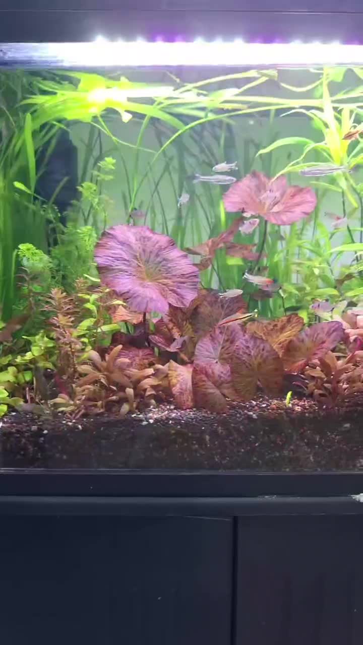 آکواریوم امواج|ماهی|زاهدان, |دیوار