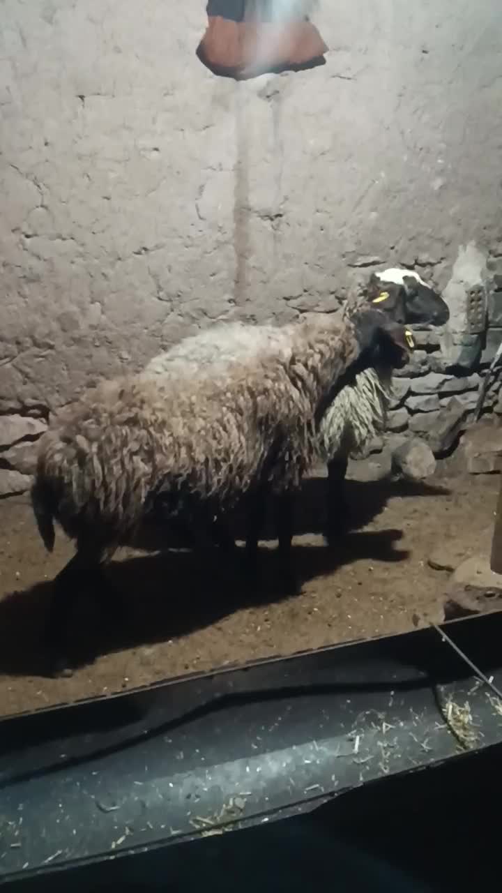 میش هترو|حیوانات مزرعه|گرمخان, |دیوار