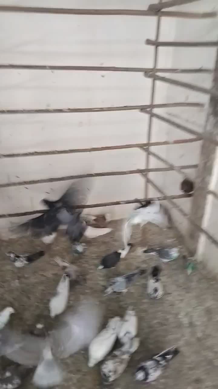 کفتر قم بشرط پرش سنگین بار2شنبه جدا کن فقط100هزار|پرنده|کرج, خرمدشت|دیوار