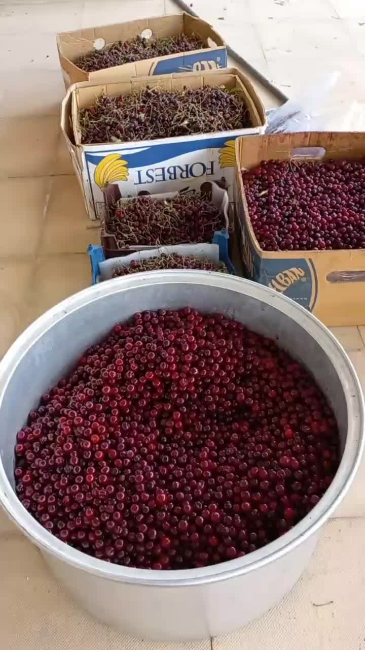 سرکه سیب اعلا و چای کوهی و ترشک  آلبالوی کوهی|حراج|آبعلی, |دیوار