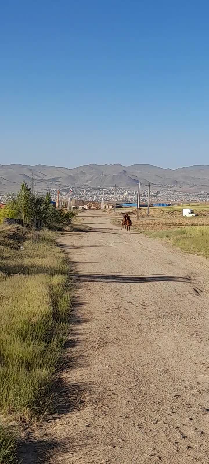 اسب کرد|اسب و تجهیزات اسب‌سواری|زنجان, |دیوار