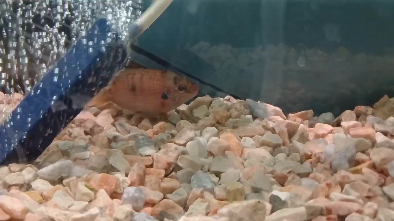 ماهی|ماهی|بیرجند, |دیوار