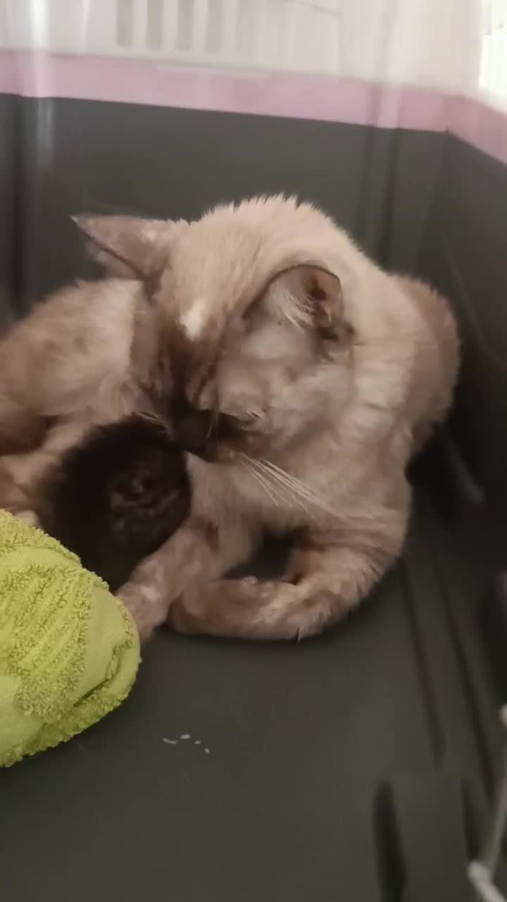 گربه پرشین اسکاتیش ارزون|گربه|گنبد کاووس, |دیوار