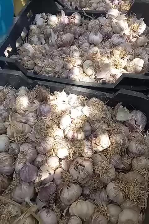 سیر خشک امسالی|خوردنی و آشامیدنی|اصفهان, جاوان|دیوار
