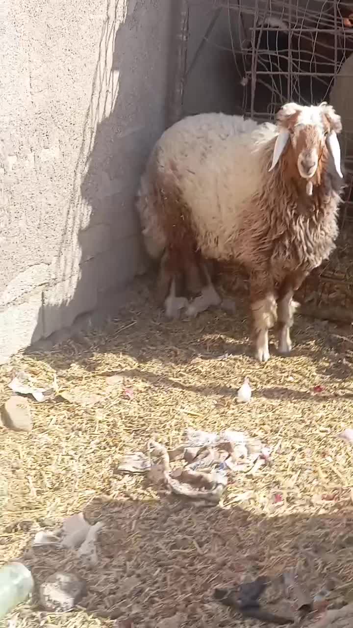 اهواز|حیوانات مزرعه|باوی, |دیوار