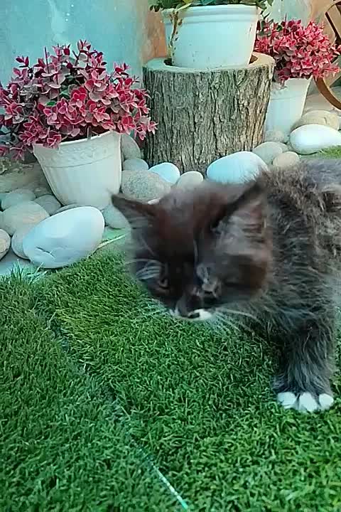 گربه پرشین رنگی|گربه|اهواز, کوی مهدیس|دیوار