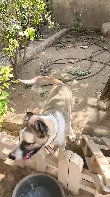 سگ سراب افغان|سگ|خفر, |دیوار