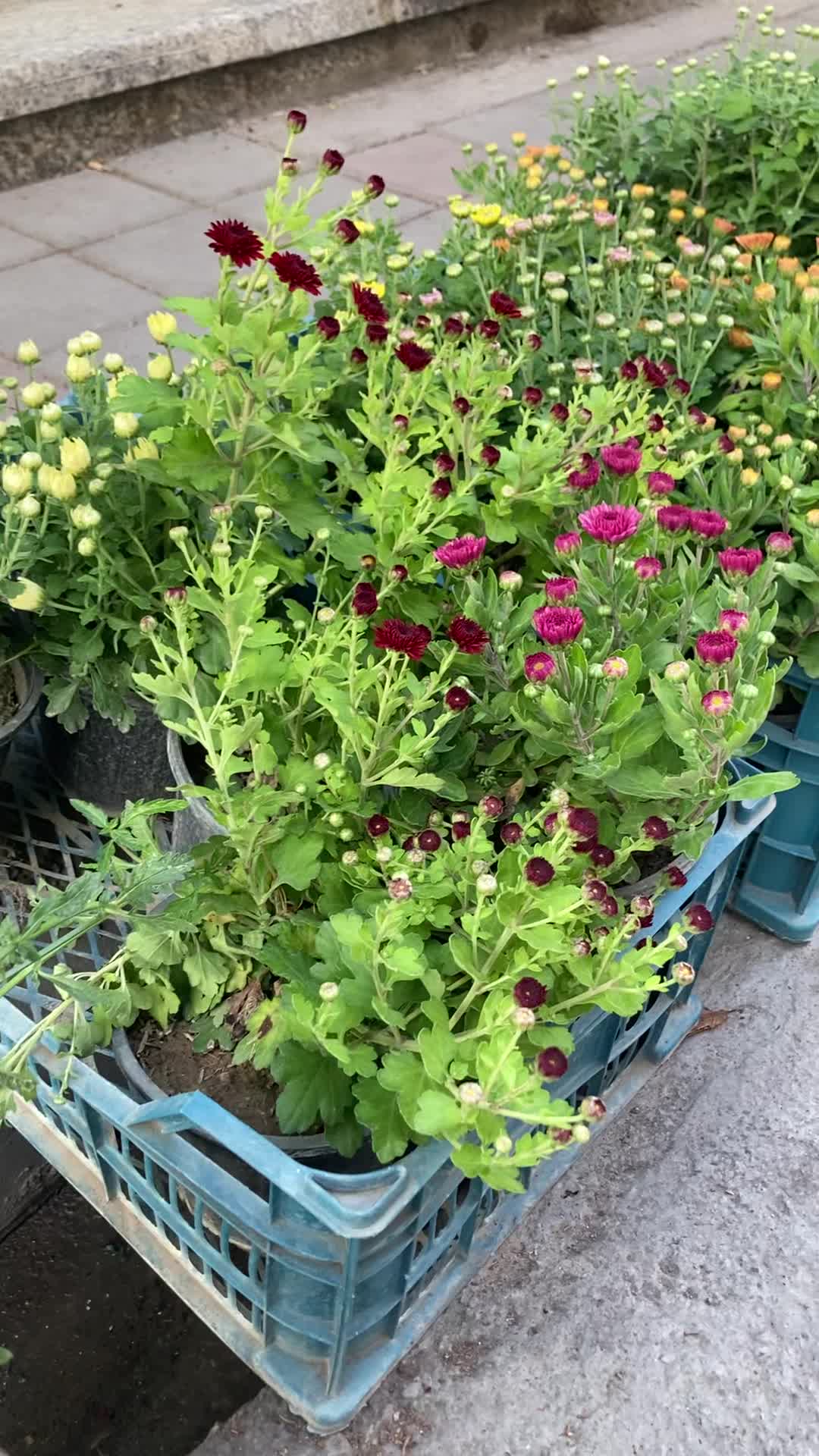 گلهای داوودی|گل و گیاه طبیعی|گرگان, |دیوار