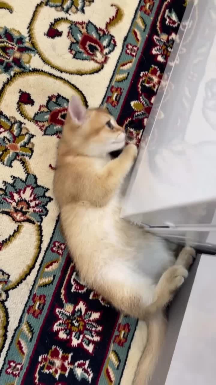 گربه گلد بریتیش|گربه|بناب, |دیوار