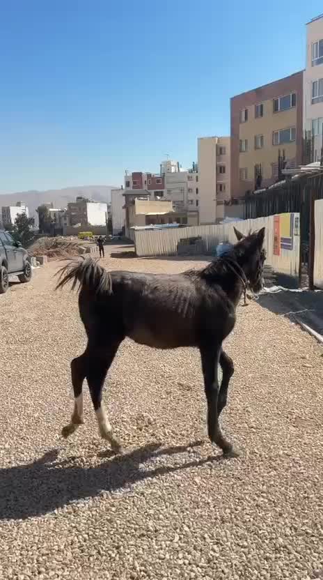 کره مادیون 1ساله|اسب و تجهیزات اسب‌سواری|جره و بالاده, |دیوار