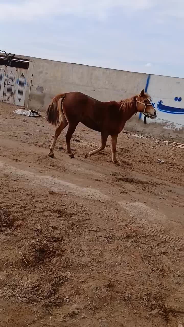 اسب|اسب و تجهیزات اسب‌سواری|حمیدیه, |دیوار