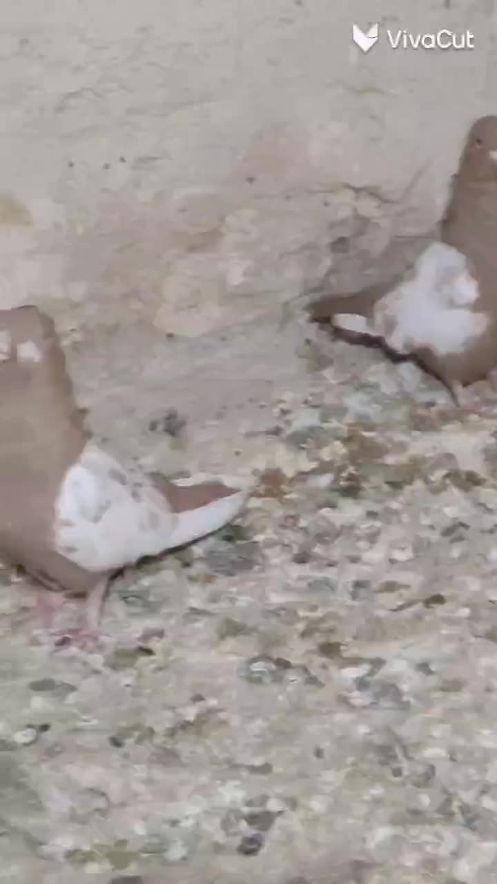 جفت سینه زرد نرماده|پرنده|تربت جام, میان جام|دیوار