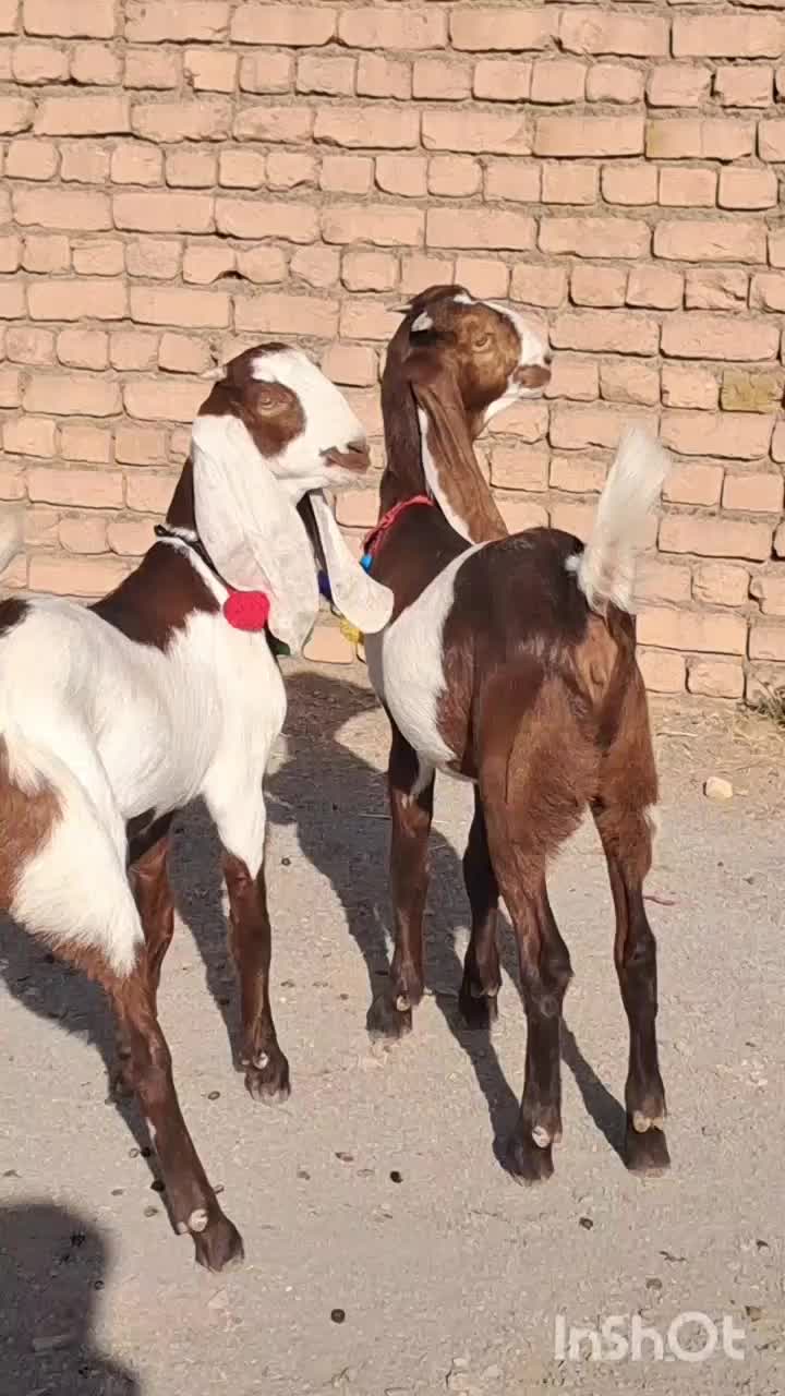 بزغاله ماده گوش بلند|حیوانات مزرعه|شهرآباد, |دیوار