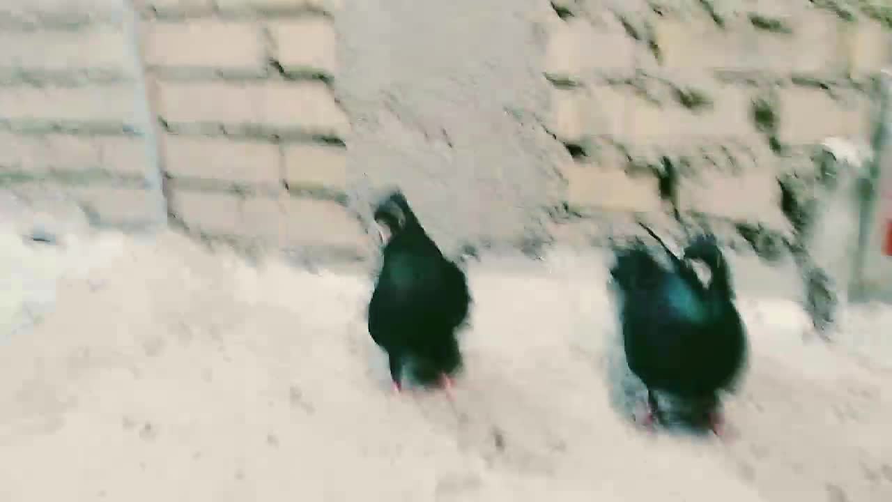 زاغ|پرنده|باوی, |دیوار