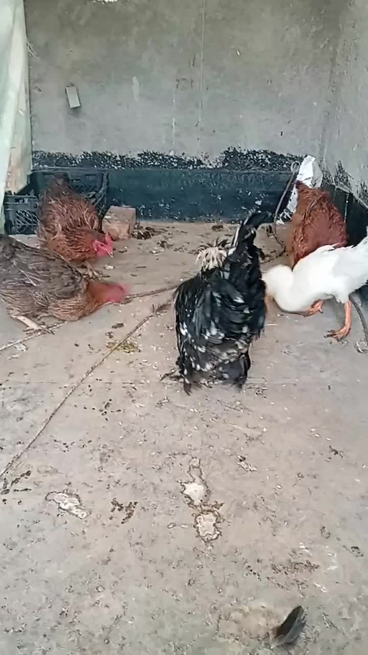 مرغ و خروس و اردک|حیوانات مزرعه|رباطکریم, رباطکریم|دیوار