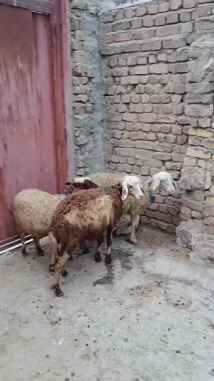 سه راس بره|حیوانات مزرعه|بروجرد, |دیوار