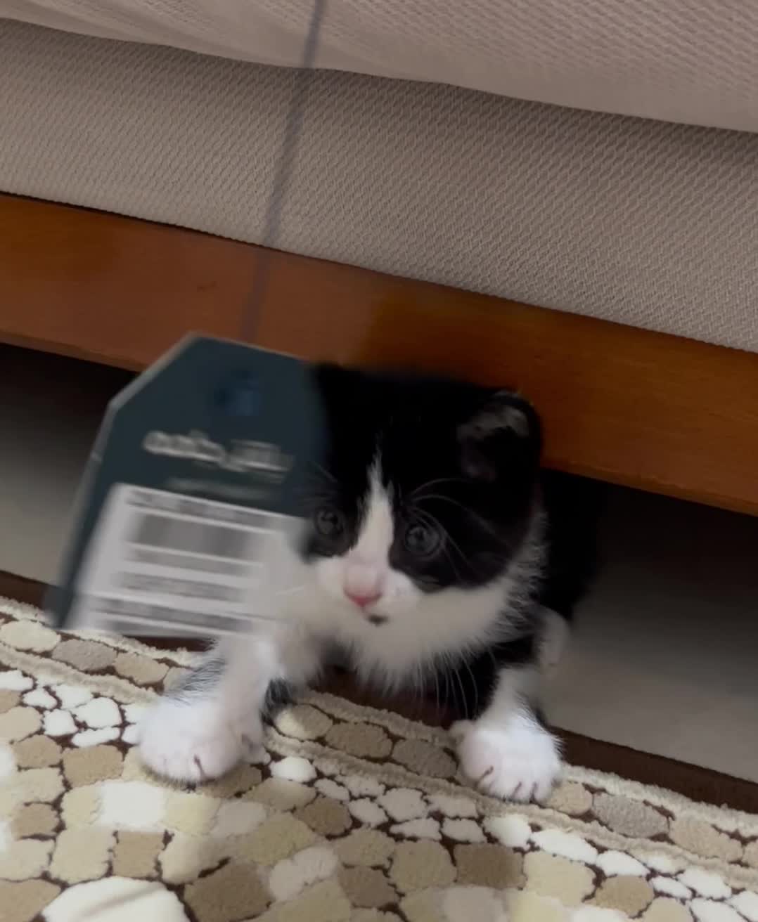 واگذاری رایگان گربه تاکسیدو نر ۳ ماهه|گربه|اندیشه, اندیشه فاز ۴|دیوار