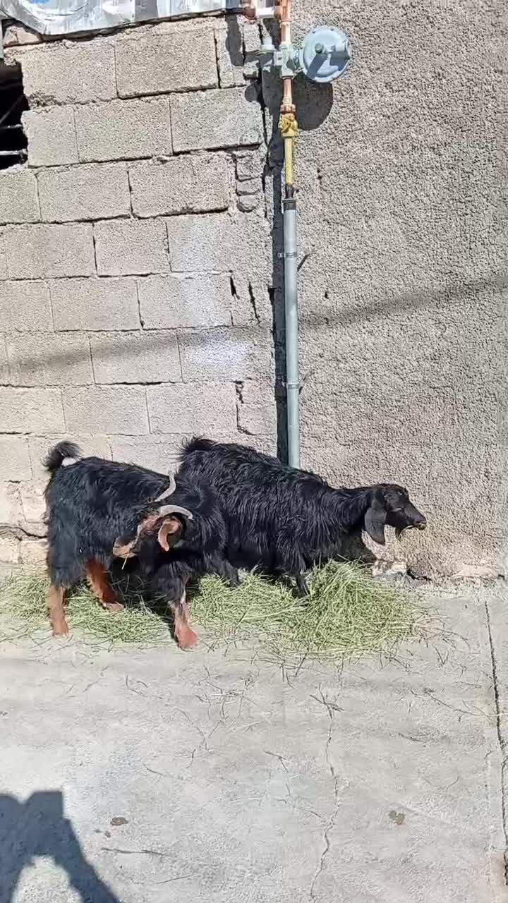 تویشک|حیوانات مزرعه|سراب میمه, |دیوار