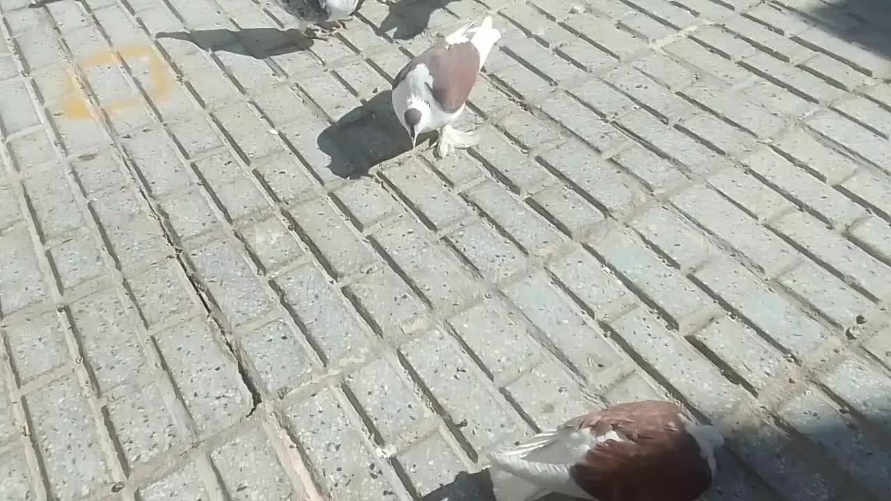 کفتر پشتی پرپا و پالیسک و پلاکی مناسب برای هوا|پرنده|تربت‌حیدریه, یحیی آباد|دیوار