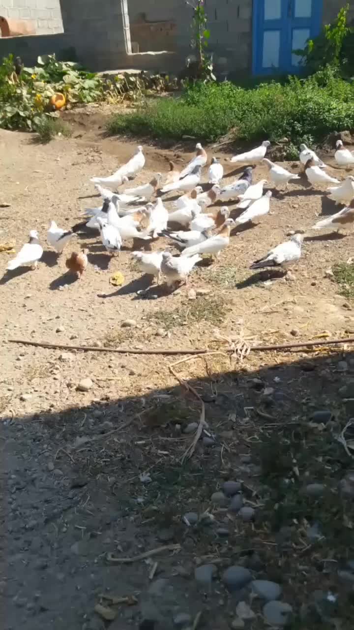 کبوتر|پرنده|گوگان, |دیوار
