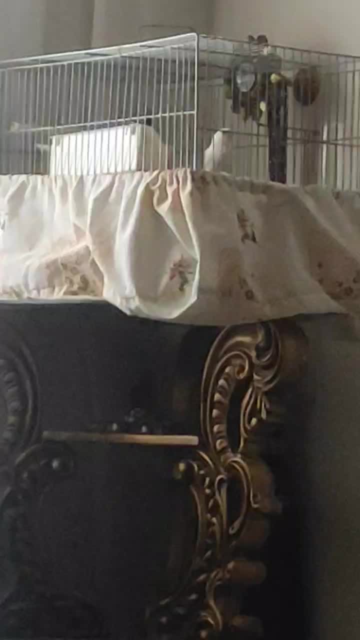 قناری سفید|پرنده|محمدشهر, شهرک پیام (مهرالبرز)|دیوار