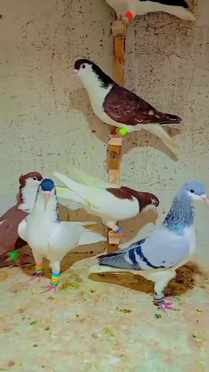 کبوتر ساده خال پرشی|پرنده|تربت جام, بهشت نبی|دیوار