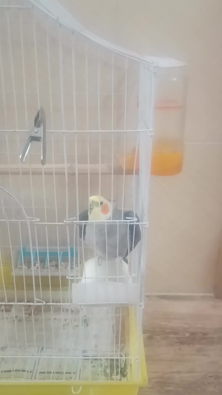 عروس هلندی نر دستی بازیگوش و سرگرم کننده|پرنده|لنجان, |دیوار