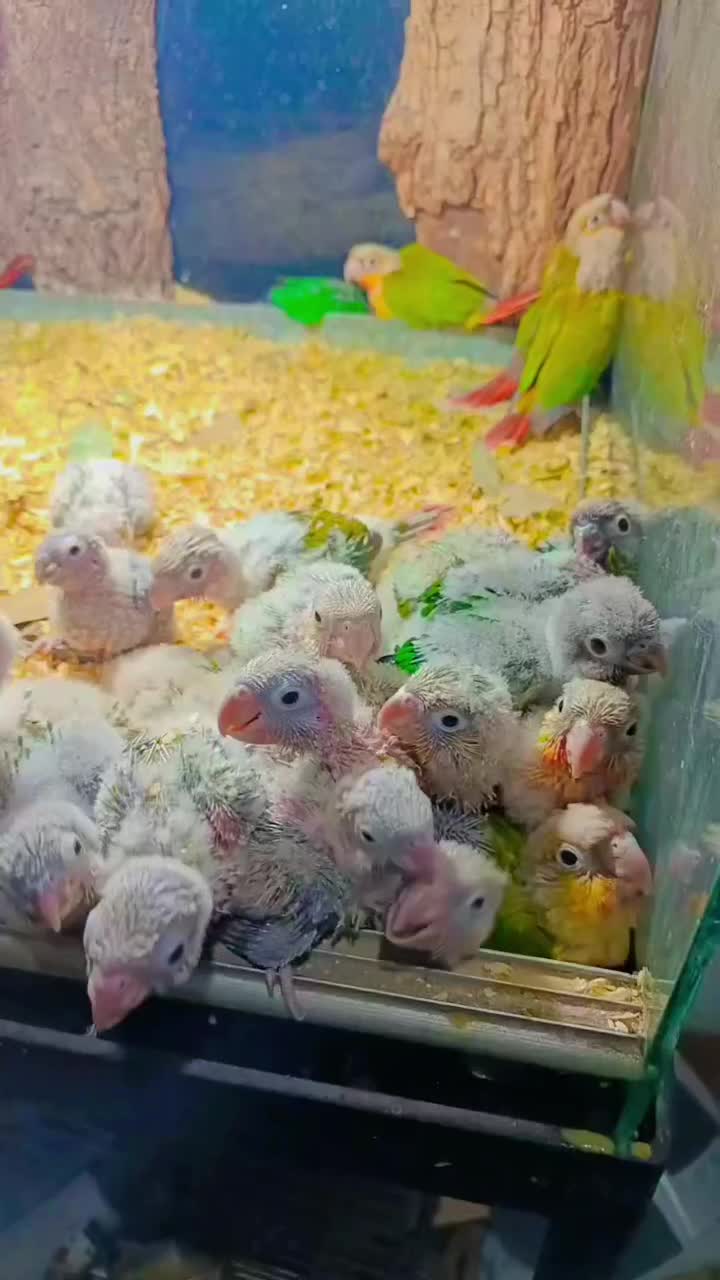 خریدوفروش گرینچیک ملنگو شاه طوطی کاسکو راهب خورشید|پرنده|قم, باسکول|دیوار