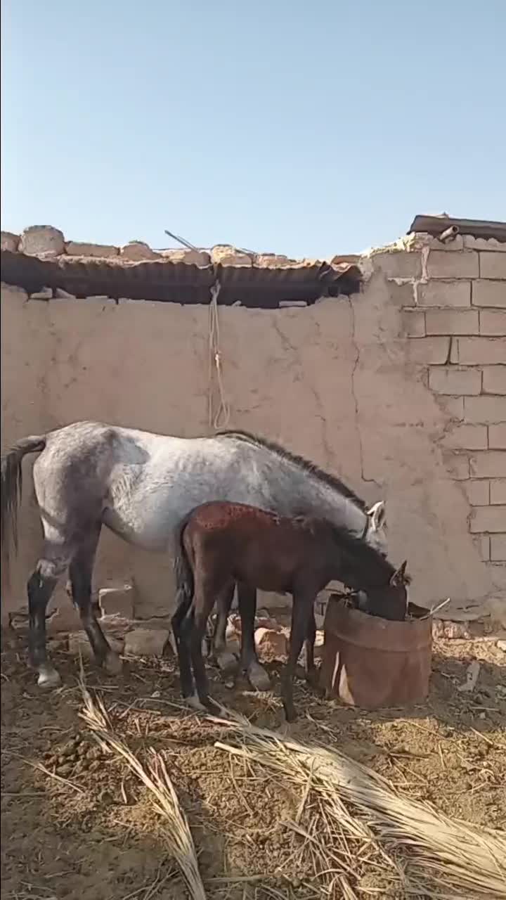 کره و مادیون|اسب و تجهیزات اسب‌سواری|شوشتر, |دیوار