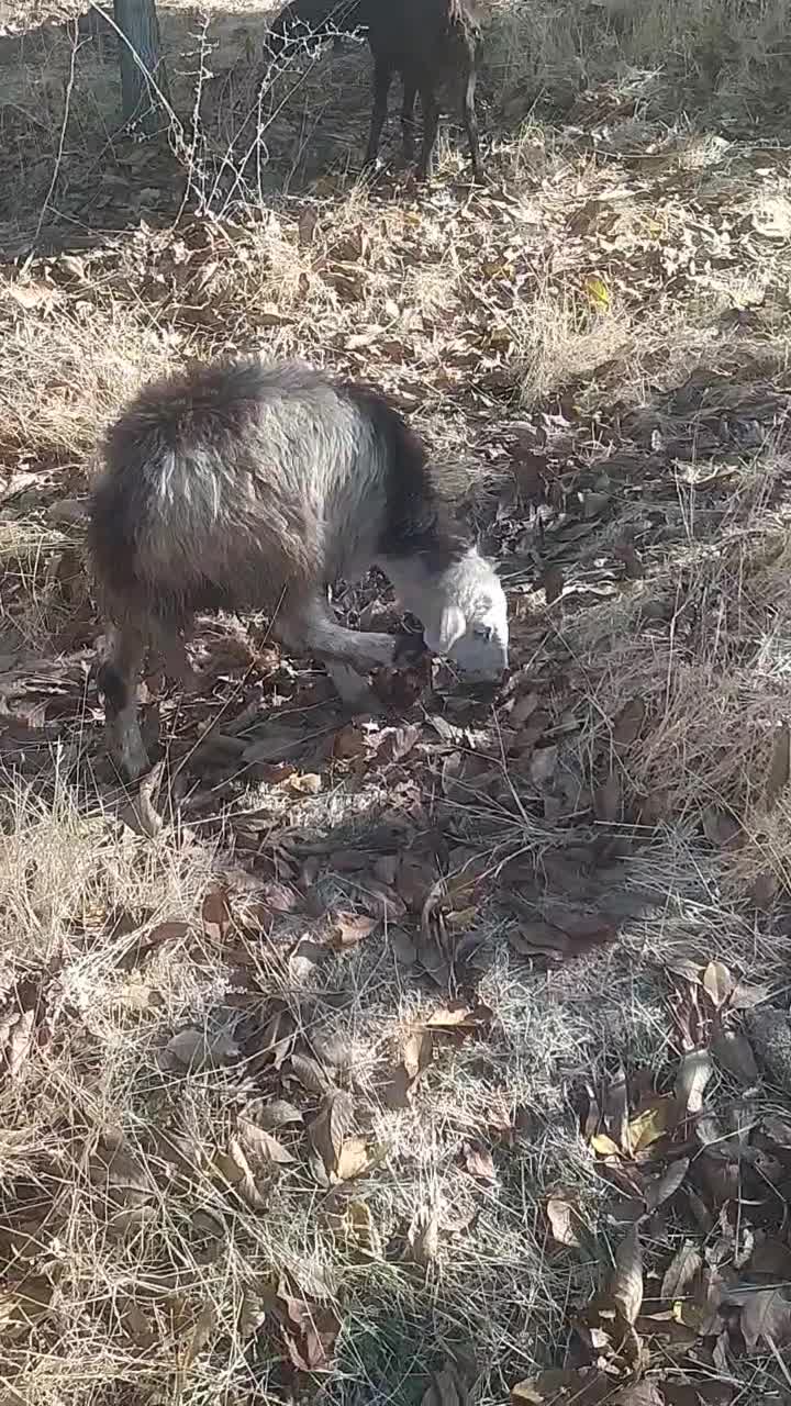 گوسفند داشتی|حیوانات مزرعه|زاغه, |دیوار