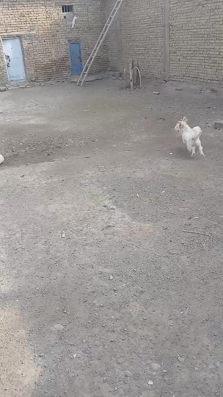 سگ پاکوتاه|سگ|مرند, |دیوار