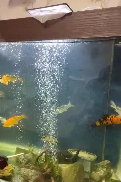 ماهی کوی زیبا در سایز مختلف|ماهی|رشت, علی آباد|دیوار