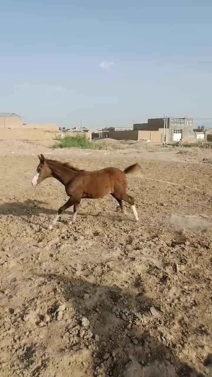 کره نر ارسان نره ومادر کره ایلگز|اسب و تجهیزات اسب‌سواری|یزد, |دیوار