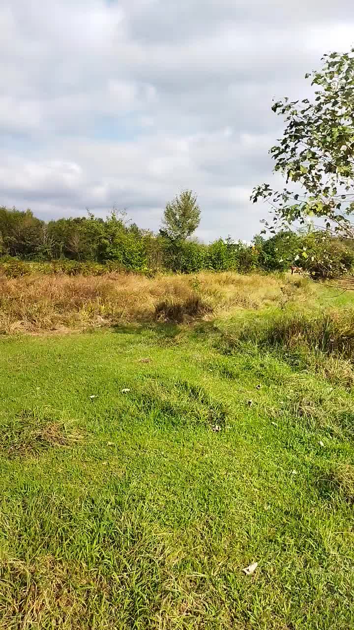 فروش یک قطعه زمین جاده انزلی|فروش زمین و ملک کلنگی|رشت, پیله داربن|دیوار