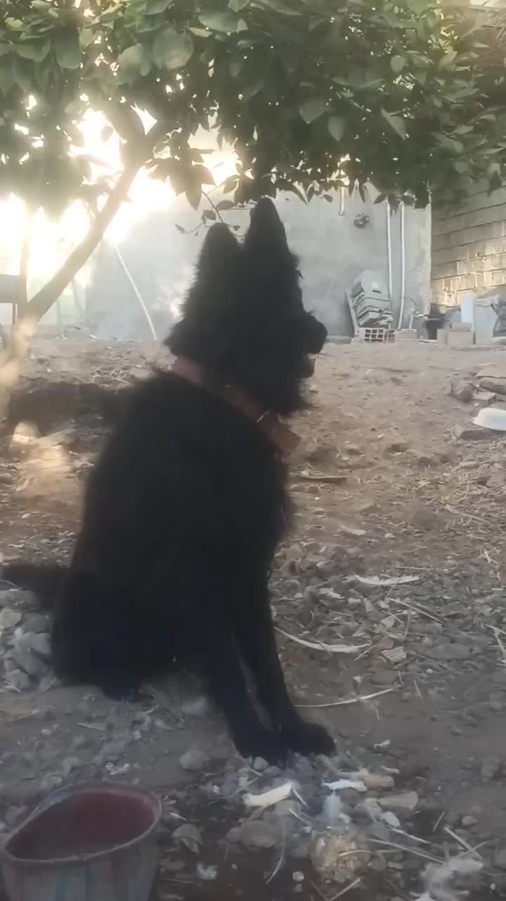 واگذاری بلک|سگ|بم, |دیوار