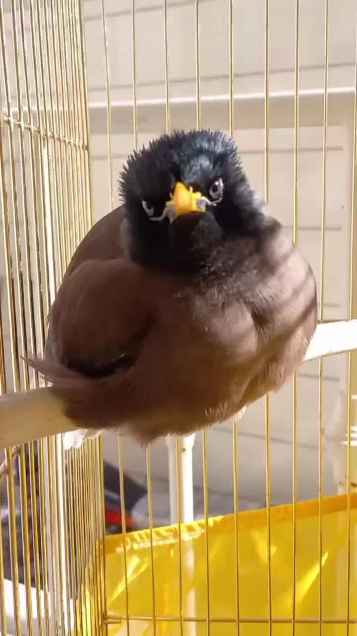 مرغ مینا|پرنده|ری, دولت‌آباد|دیوار