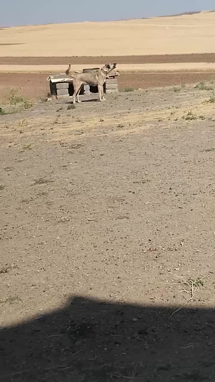 ۲۵۷۵۵۷|سگ|ترکمانچای, |دیوار