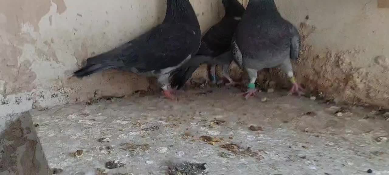 کبوتر کفترمسافتی پلاکی|پرنده|تربت‌حیدریه, شهید قرنی|دیوار