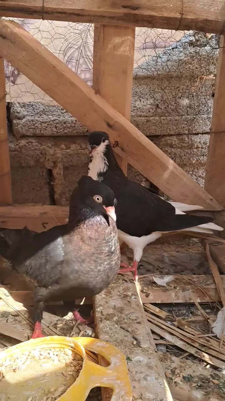 کبوتر|پرنده|شبانکاره, |دیوار