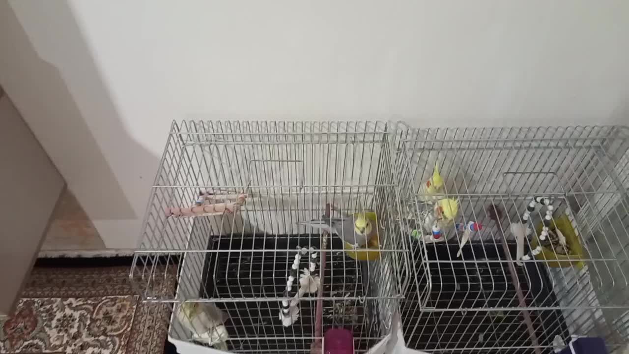 عروس|پرنده|ارومیه, |دیوار